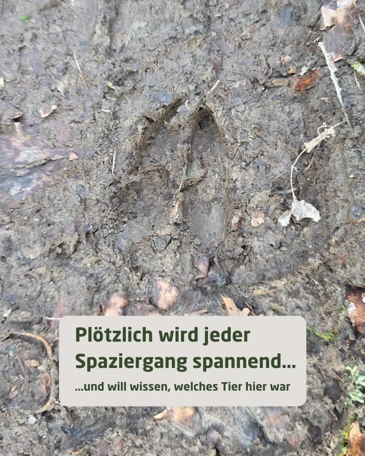 Kind entdeckt Spuren