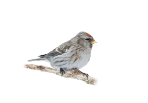 Birkenzeisig - Vögel in Europa