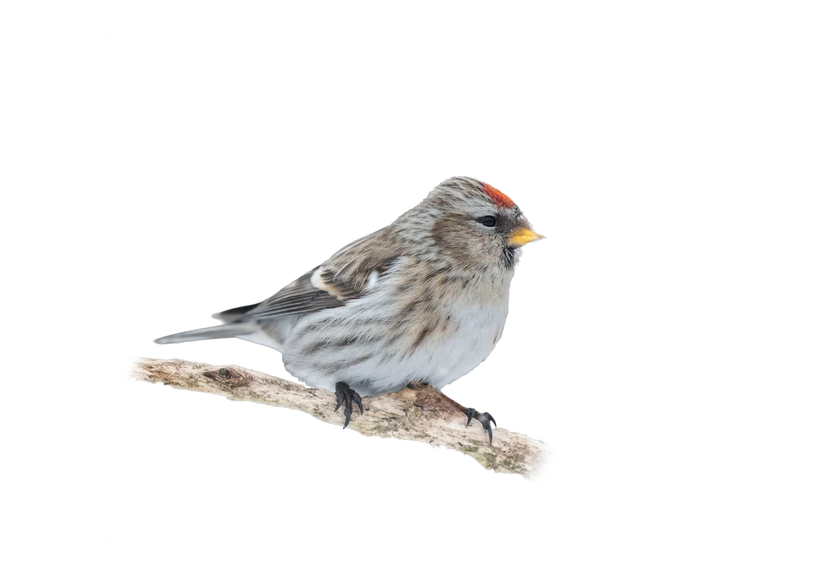 Birkenzeisig - Vögel in Europa