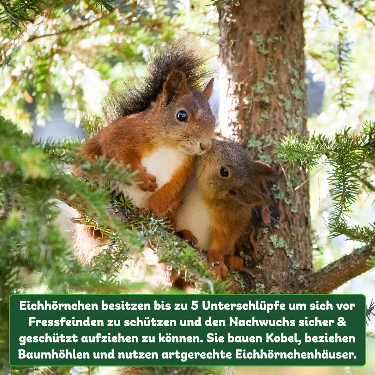 Eichhörnchen unterstützen