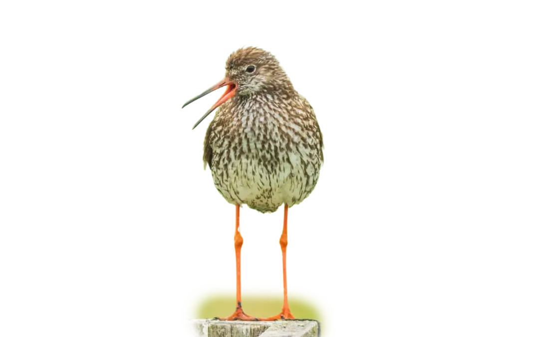 Rotschenkel