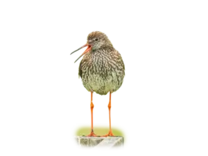 Rotschenkel - Vögel in Europa