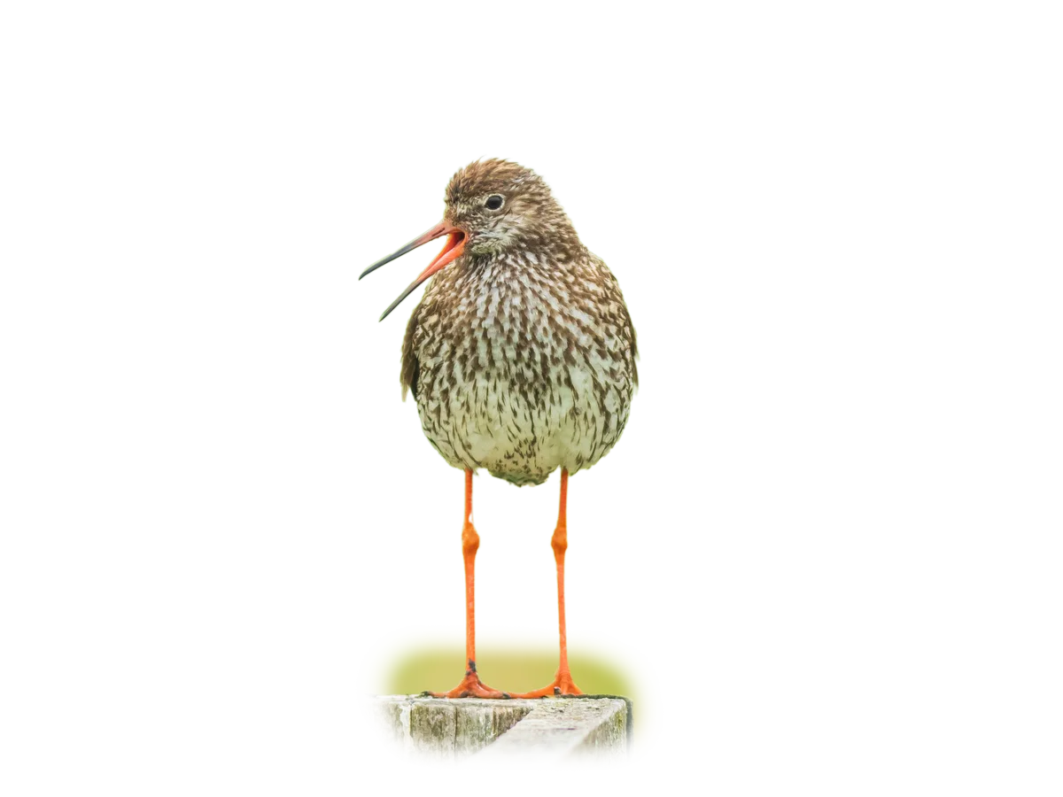 Rotschenkel - Vögel in Europa