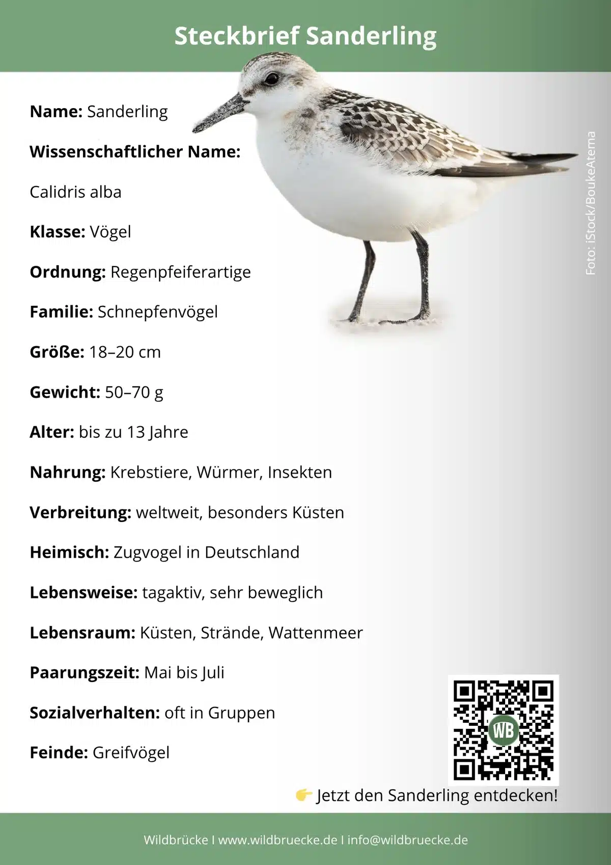 Sanderling Steckbrief - Vögel in Europa