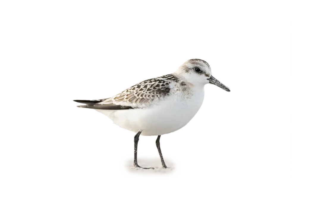 Sanderling