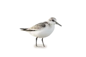 Sanderling - Vögel in Europa