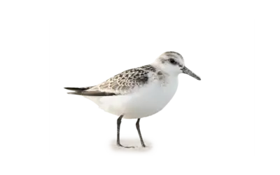 Sanderling