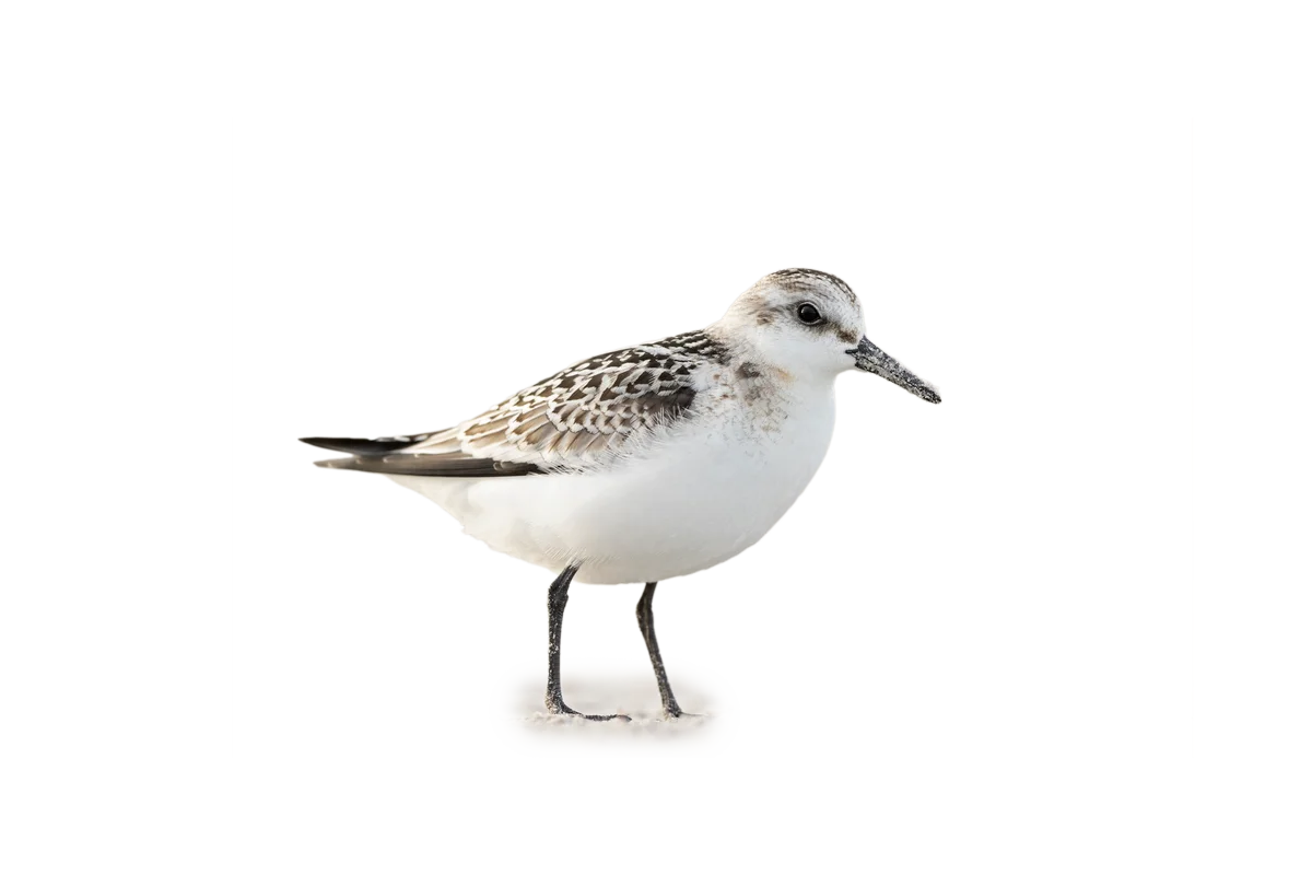 Sanderling - Vögel in Europa