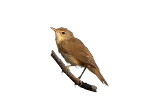 Sumpfrohrsänger - Vögelk in Europa