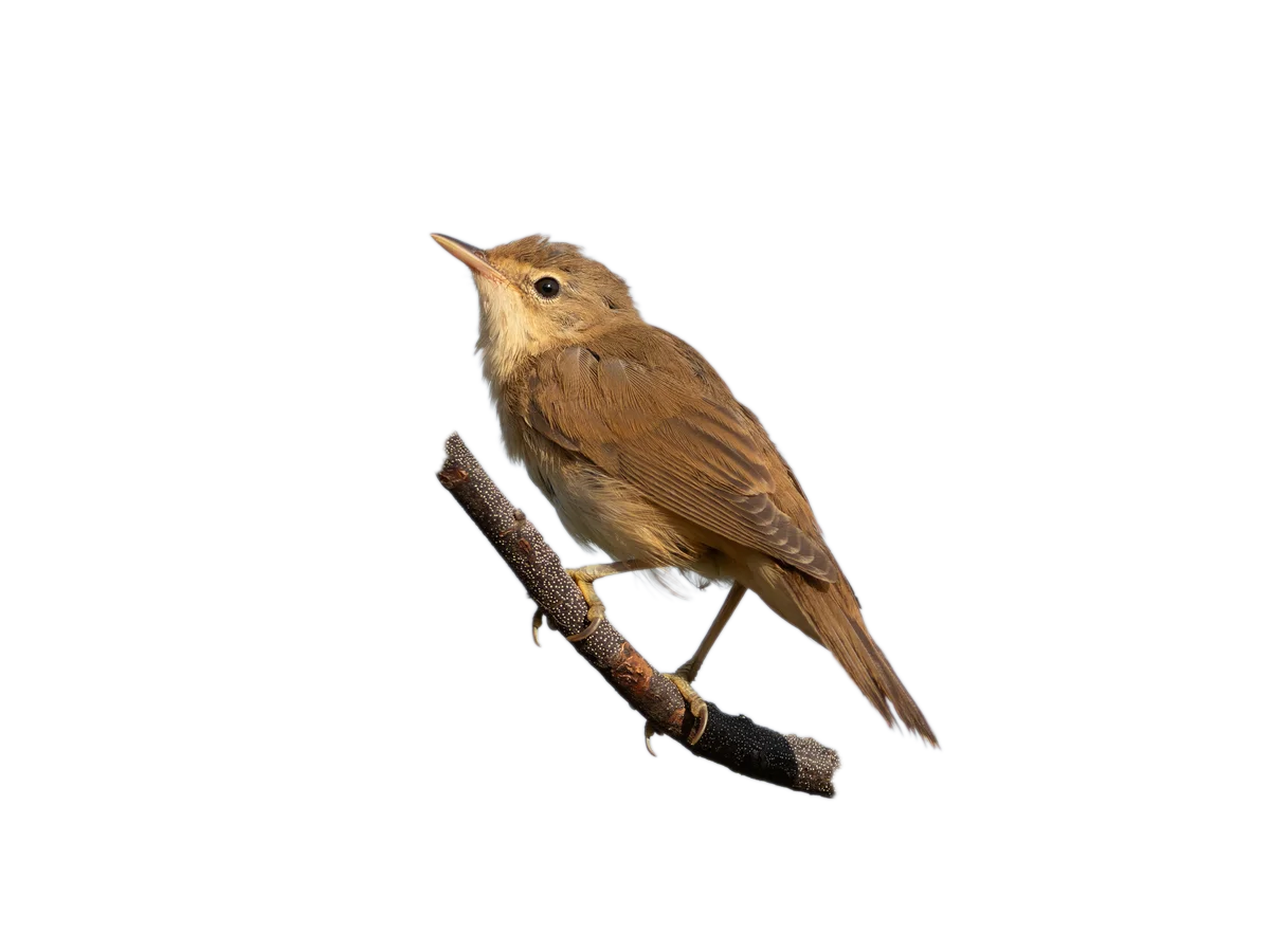 Sumpfrohrsänger - Vögelk in Europa