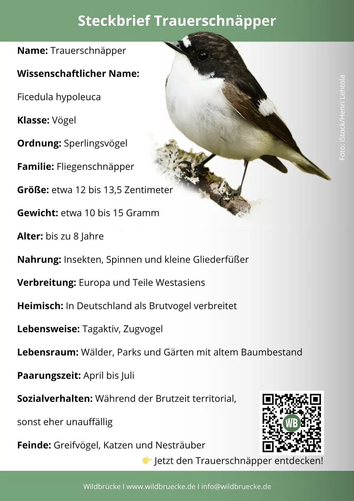 Trauerschnäpper Steckbrief - Vögel in Europa