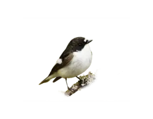 Trauerschnäpper - Vögel in Europa