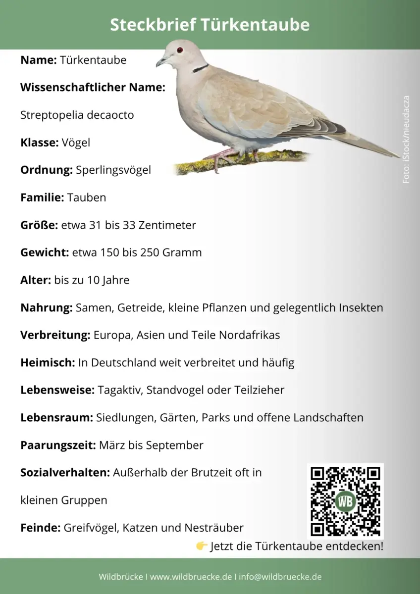 Türkentaube Steckbrief
