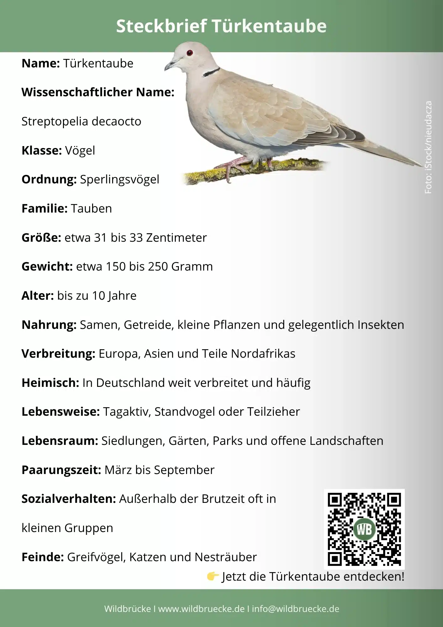 Türkentaube Steckbrief - Vögel in Europa