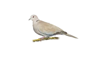 Türkentaube - Vögel in Europa