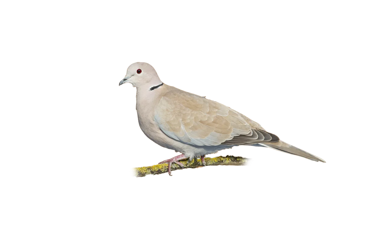 Türkentaube - Vögel in Europa