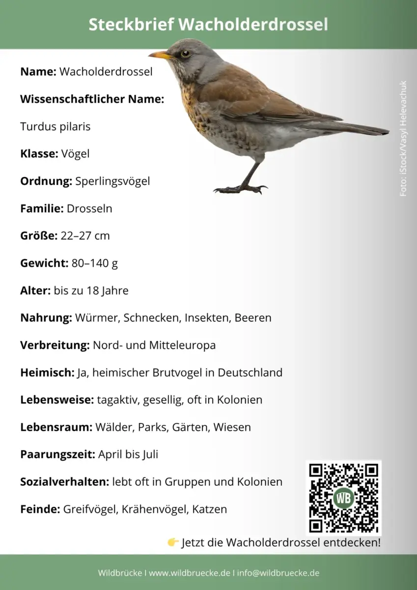 Wacholderdrossel Steckbrief