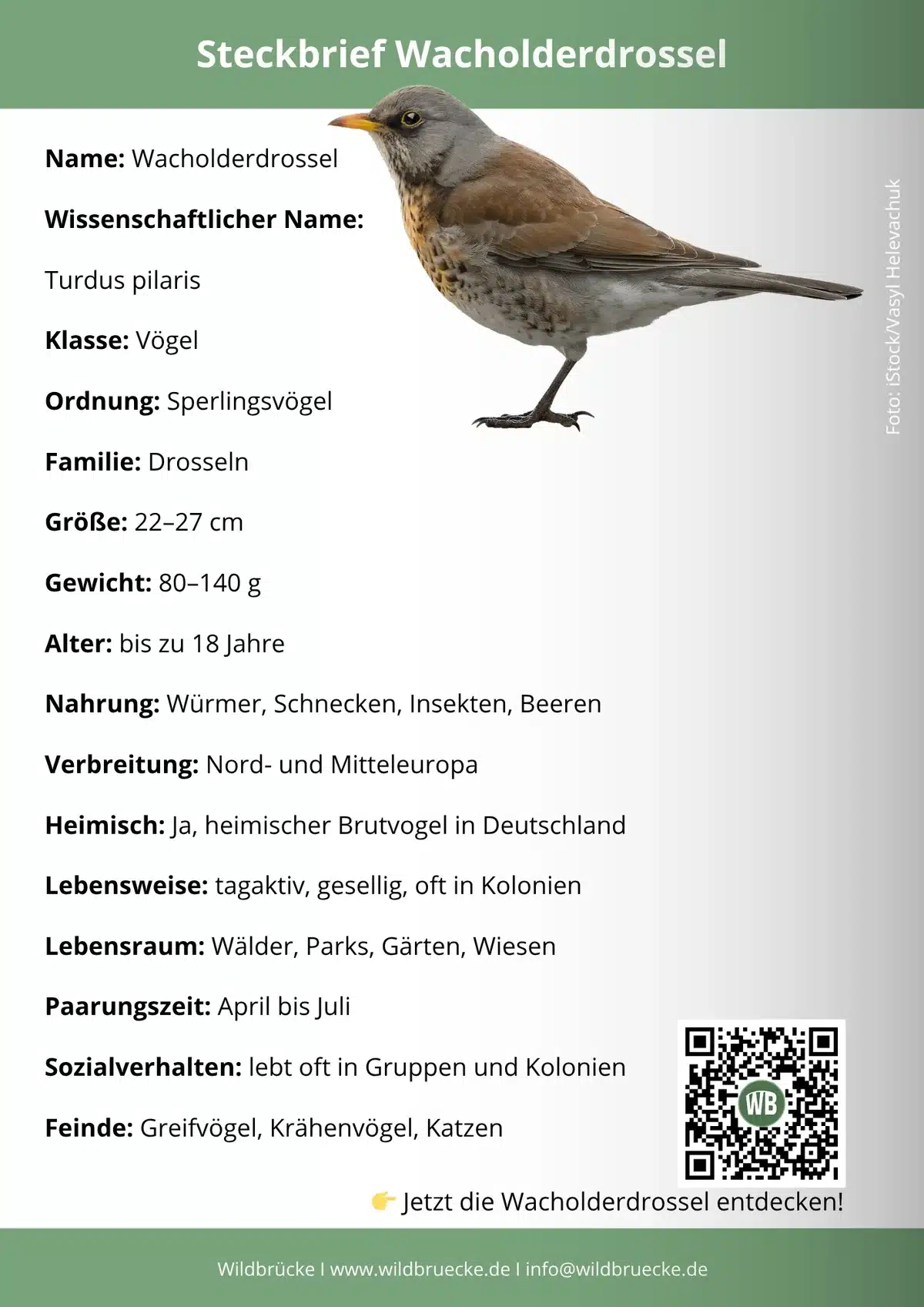 Wacholderdrossel Steckbrief - vÖGEL IN eUROPA