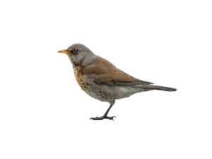 Wacholderdrossel - Vögel in Europa