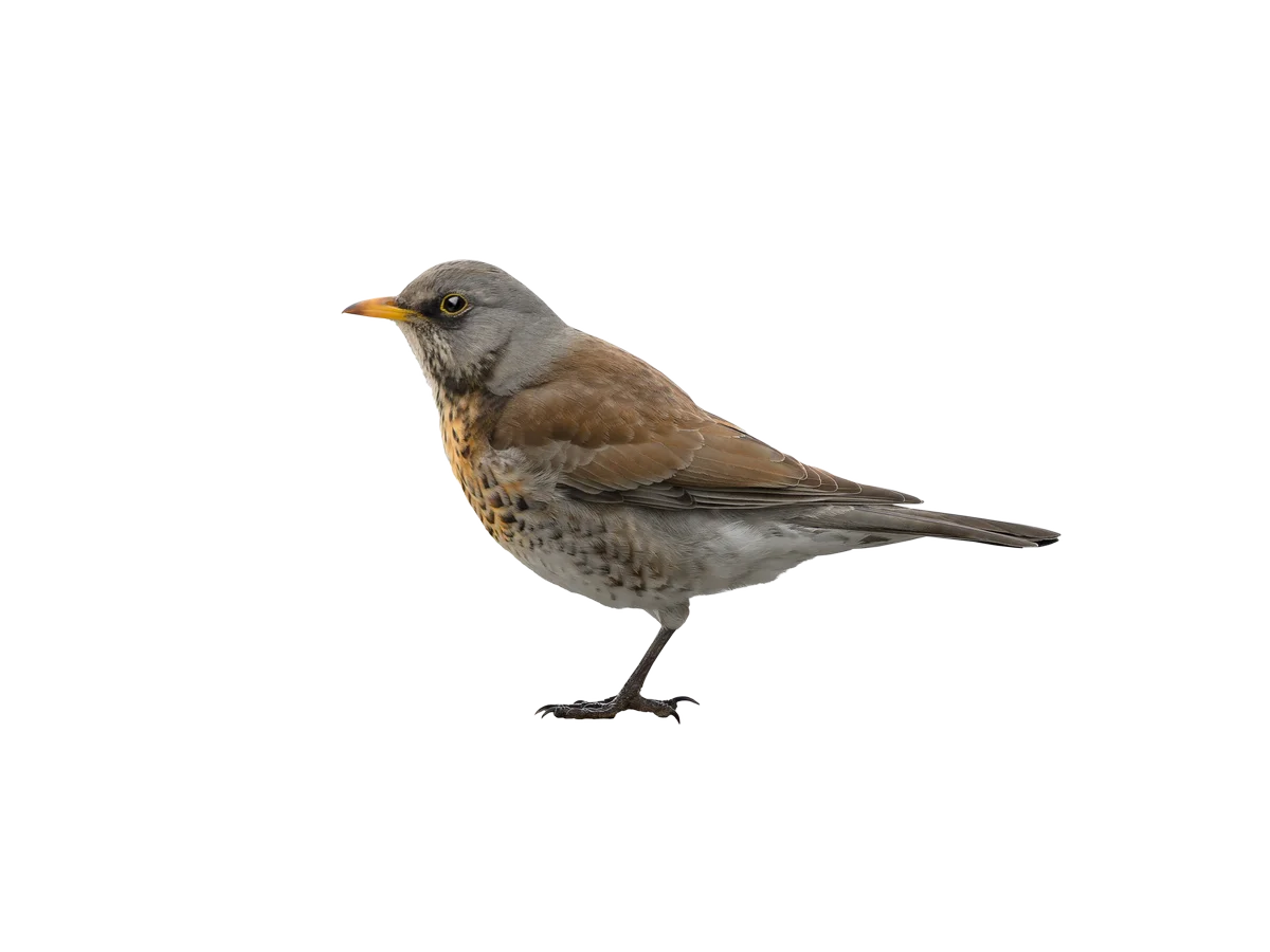 Wacholderdrossel - Vögel in Europa