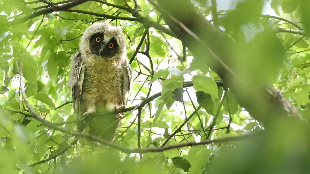 Waldohreule Jungtier Ruf - Vögel in Europa
