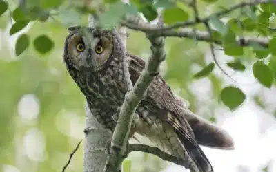 Ruf der Waldohreule