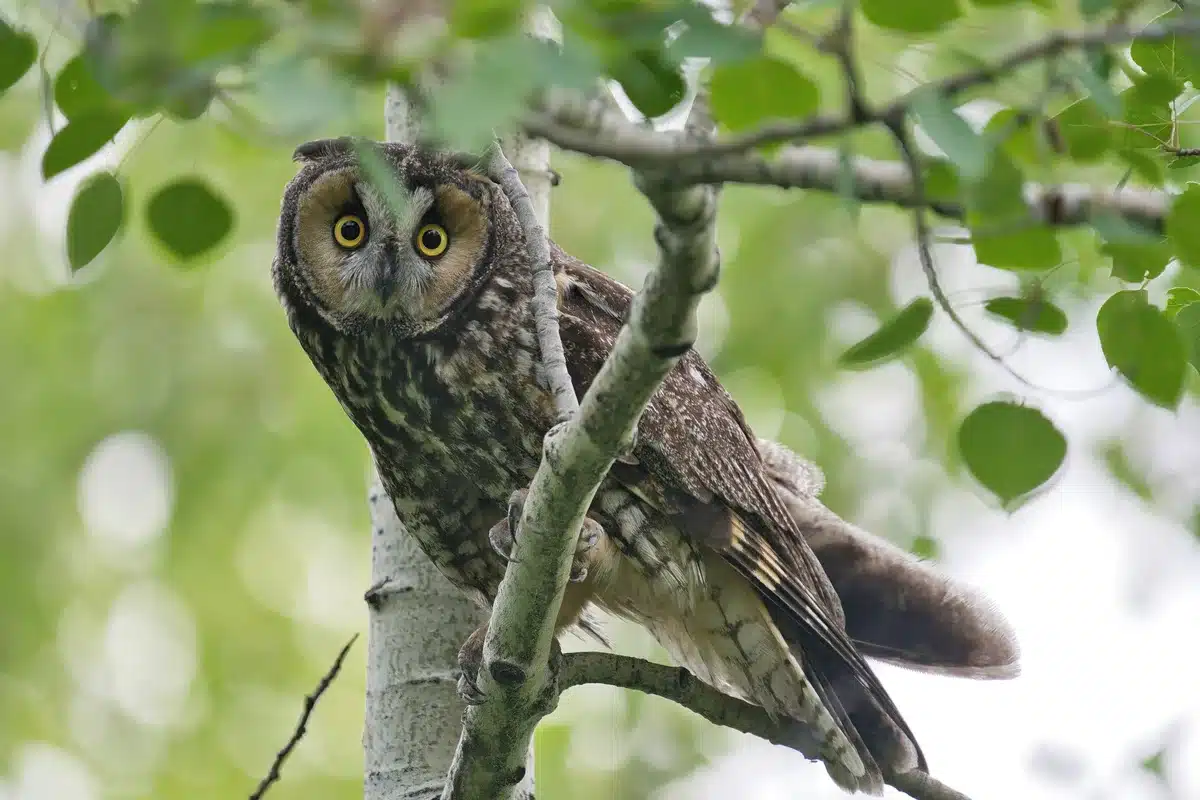 Waldohreule Ruf - Vögel in Europa