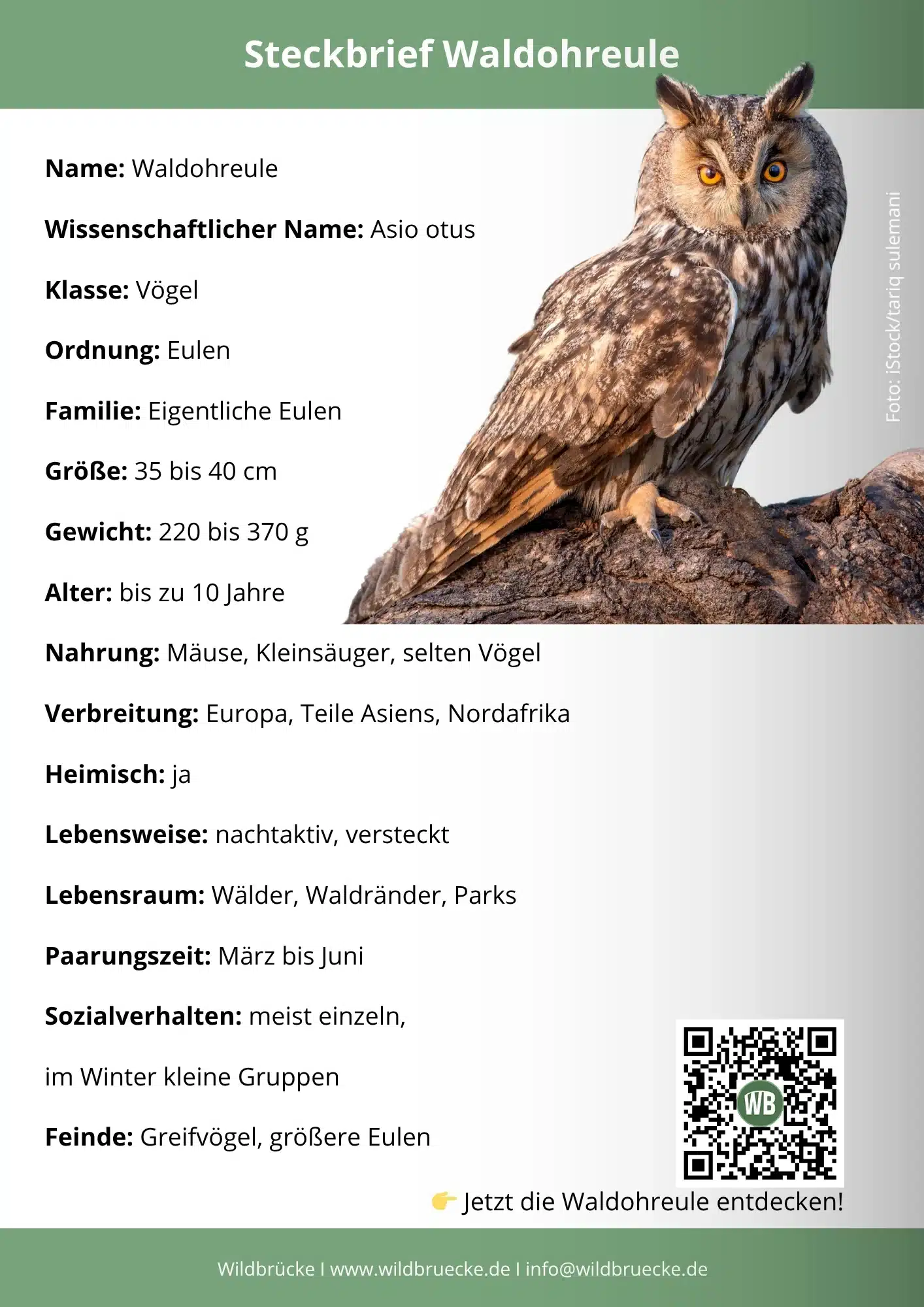 Waldohreule Steckbrief - Vögel in Europa