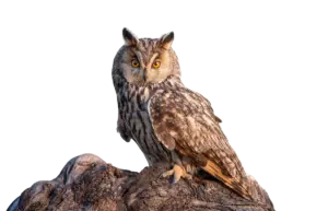 Waldohreule - Vögel in Europa