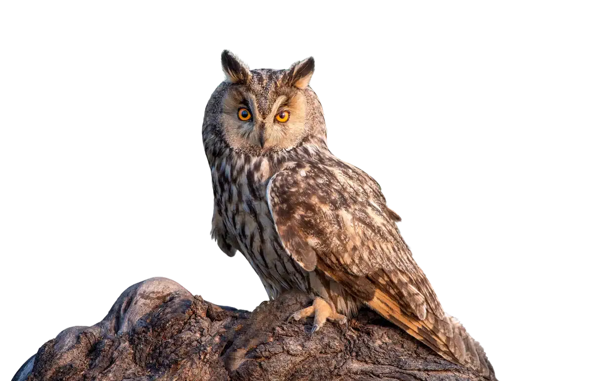 Waldohreule - Vögel in Europa