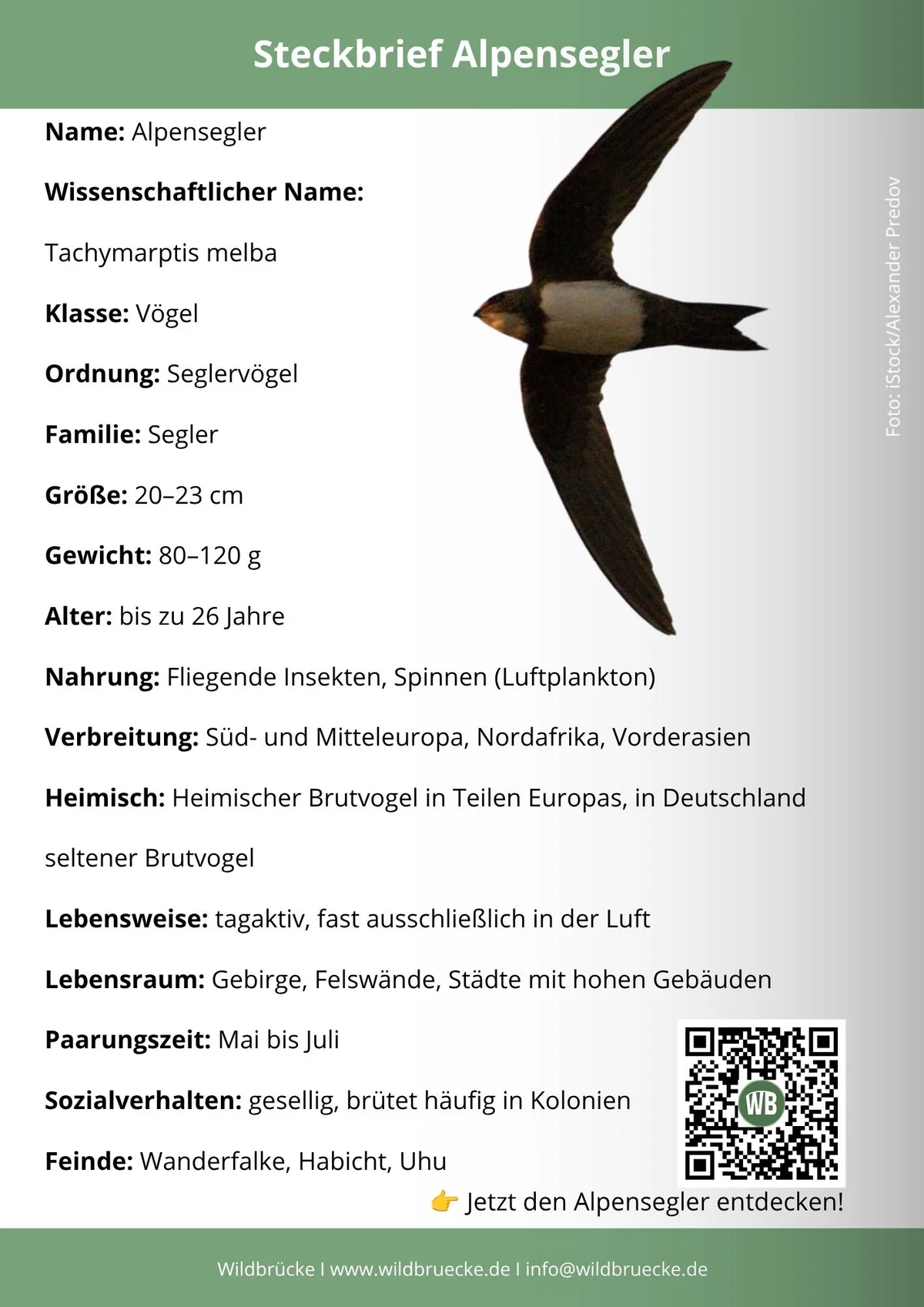 Alpensegler Steckbrief - Vögel in Europa