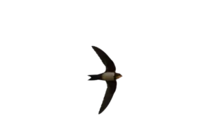Alpensegler - Vögel in Europa