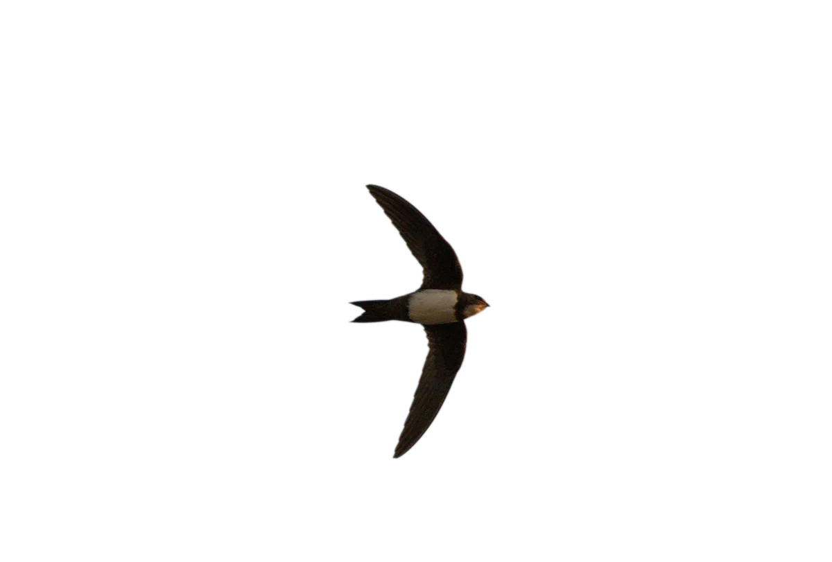 Alpensegler - Vögel in Europa