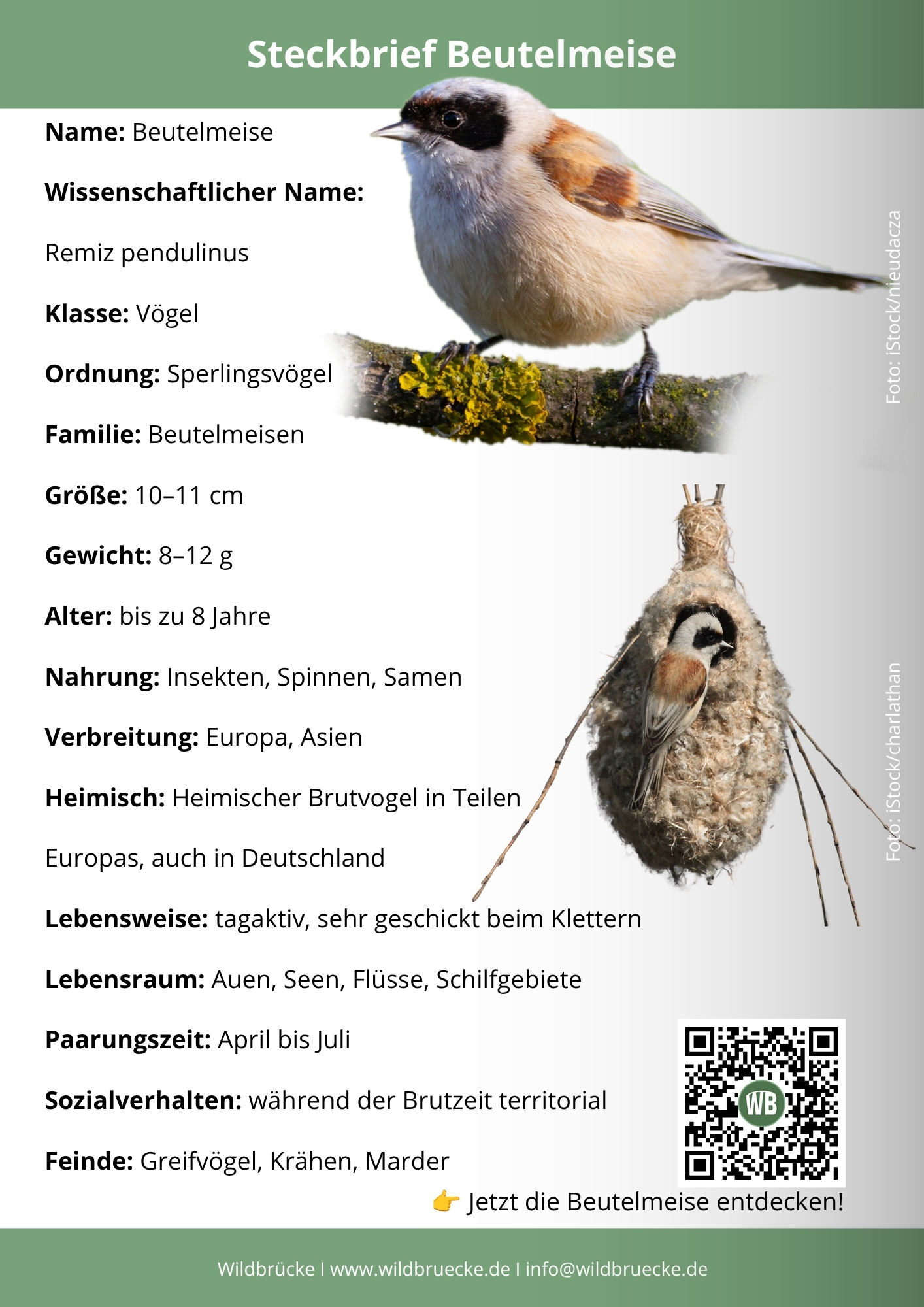 Beutelmeise Steckbrief