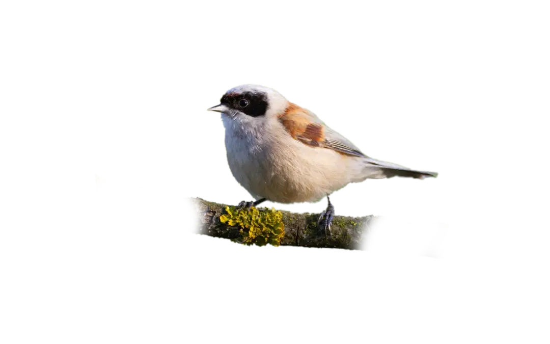 Beutelmeise