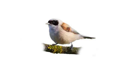 Beutelmeise