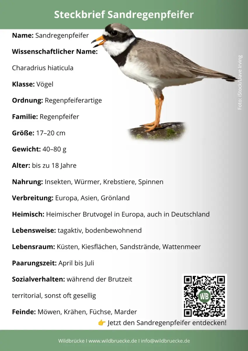 Sandregenpfeifer Steckbrief