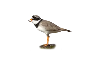 Sandregenpfeifer - Vögel in Europa