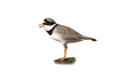 Sandregenpfeifer
