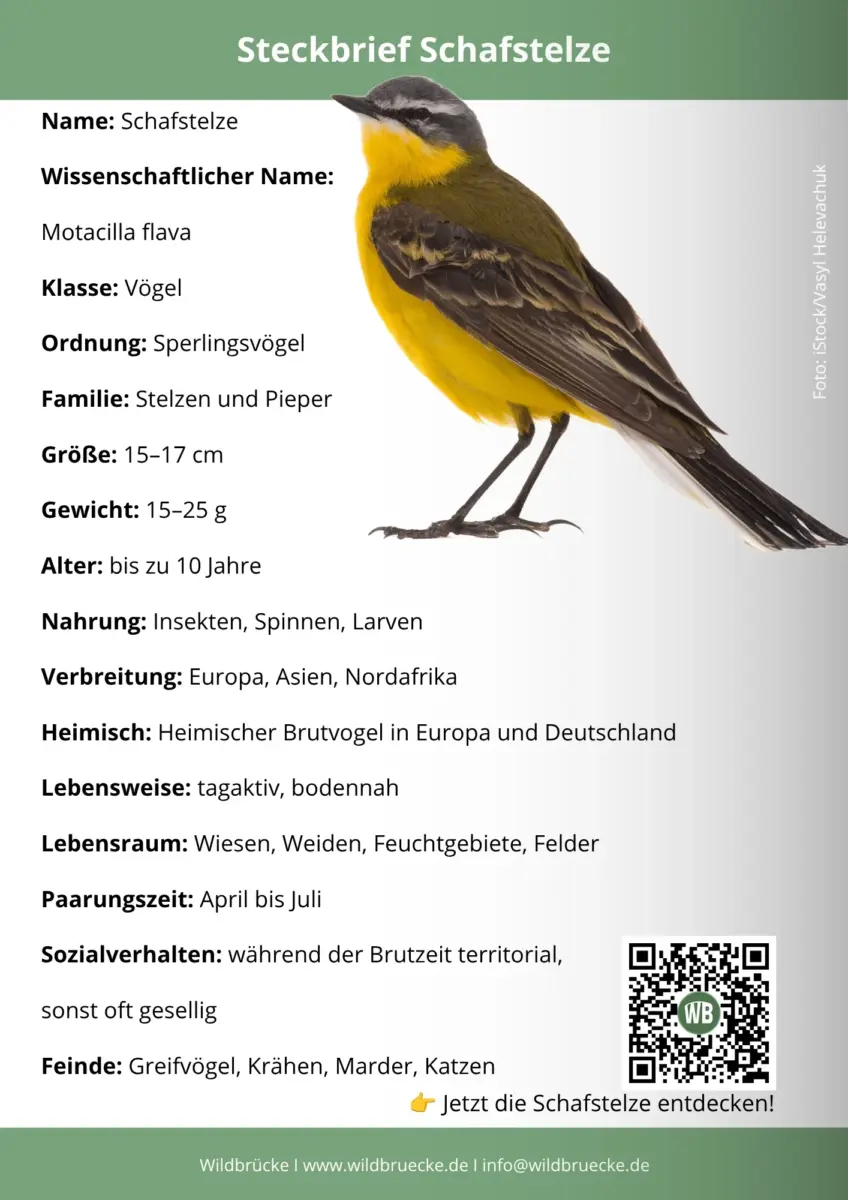 Schafstelze Steckbrief