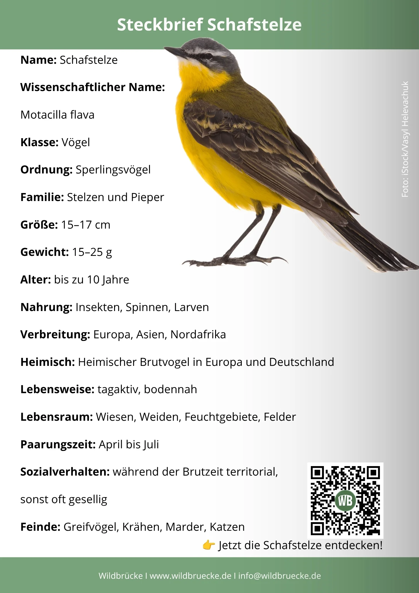 Schafstelze Steckbrief - Vögel in Europa