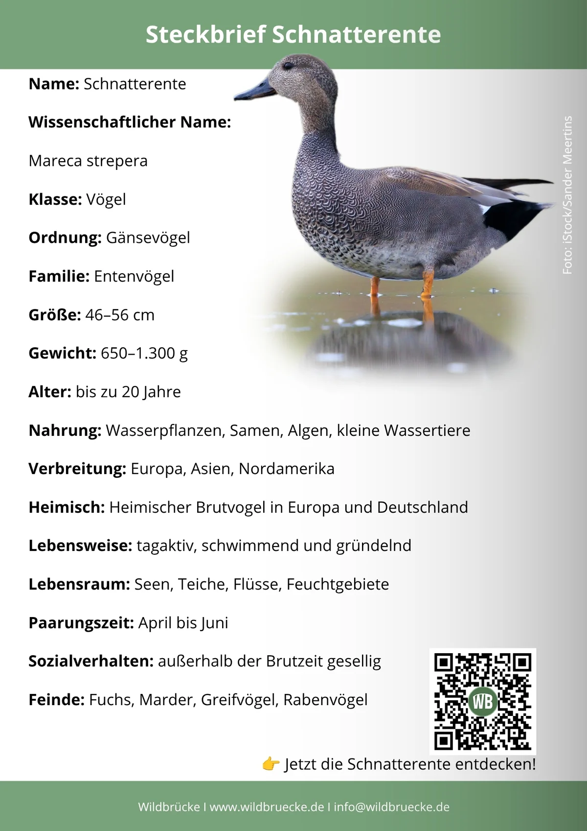 Schnatterente Steckbrief - Vögel in Europa