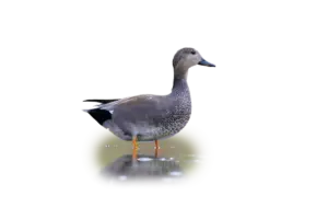 Schnatterente - Vögel in Europa