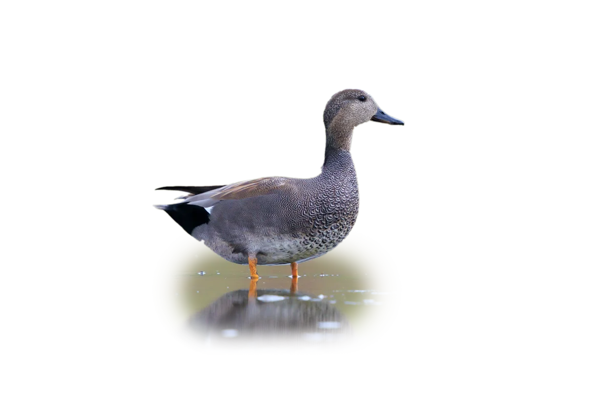 Schnatterente - Vögel in Europa