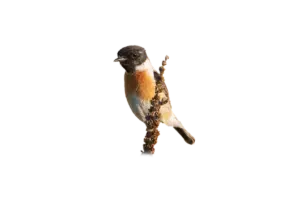 Schwarzkehlchen Männchen - Vögel in Europa