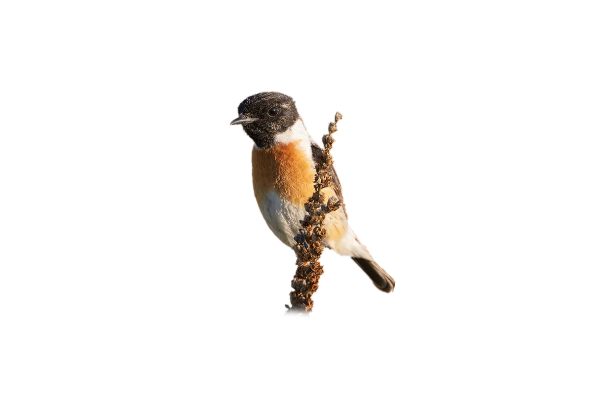 Schwarzkehlchen Männchen - Vögel in Europa