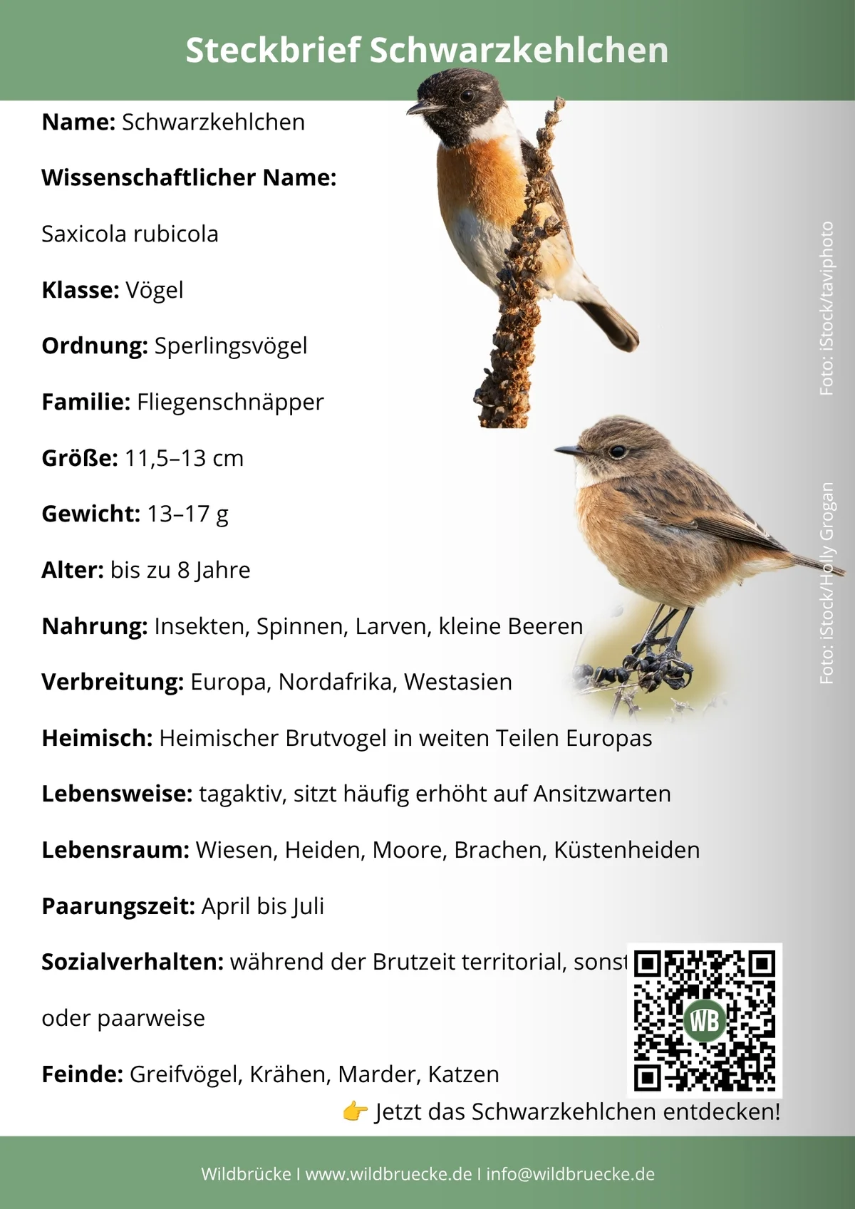 Schwarzkehlchen Steckbrief - Vögel in Europa
