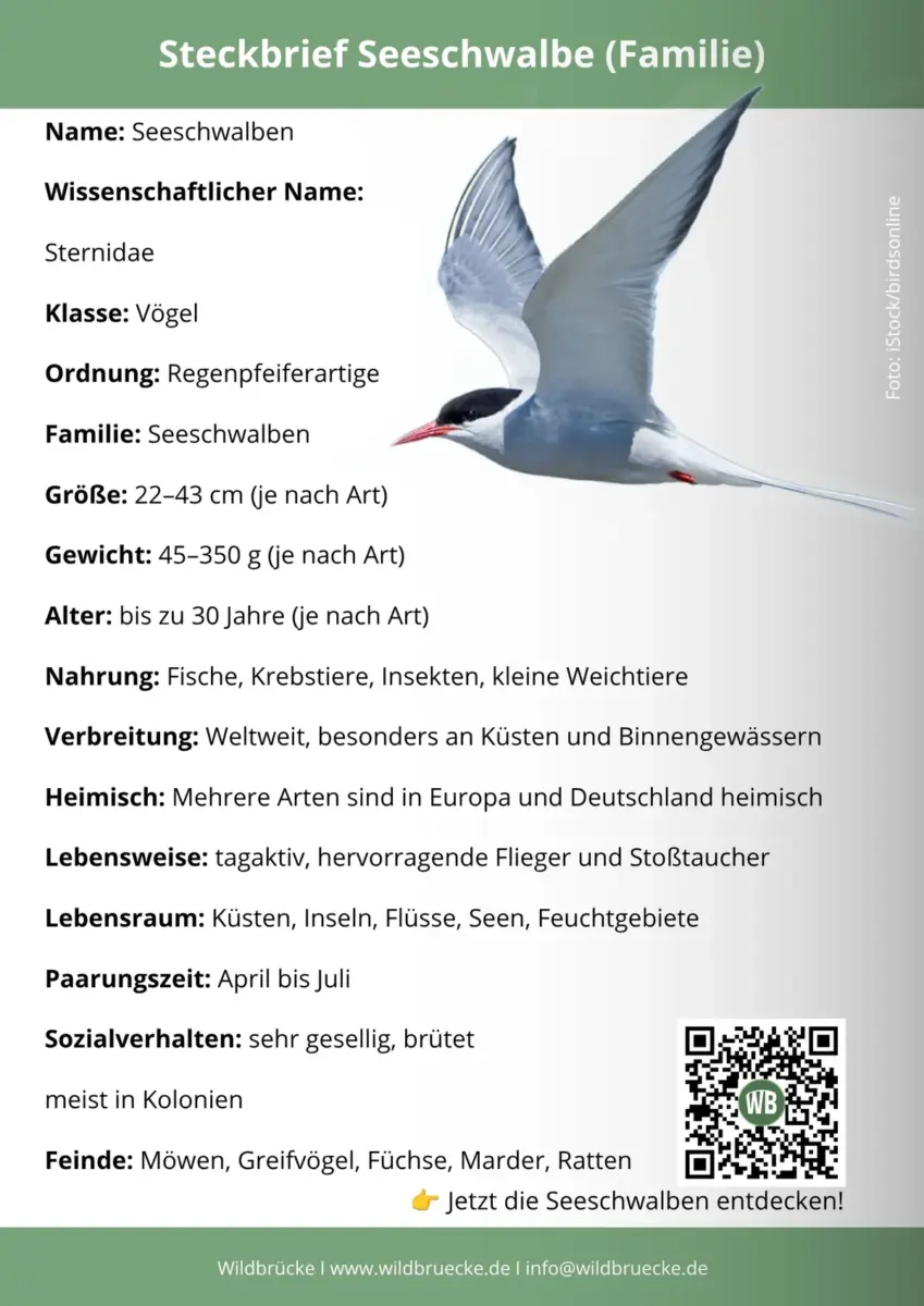 Seeschwalbe (Familie) Steckbrief