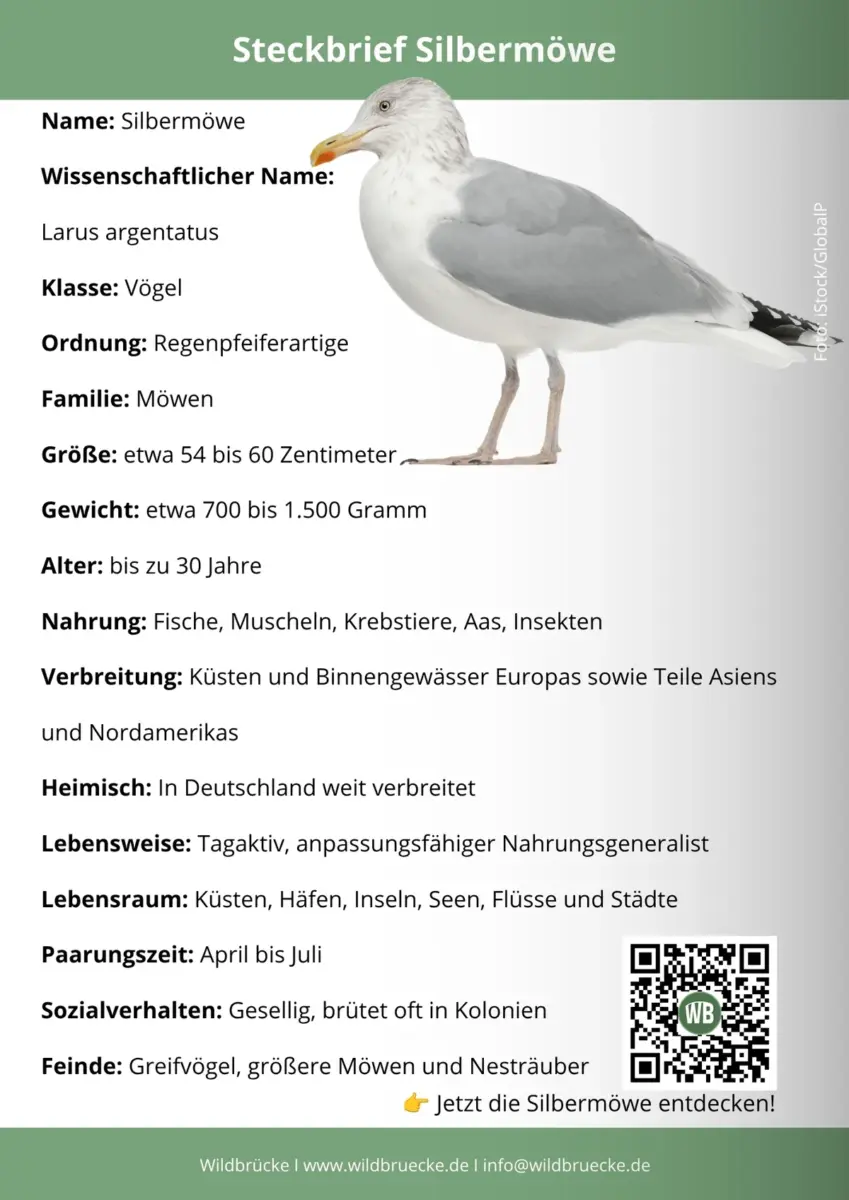 Silbermöwe Steckbrief