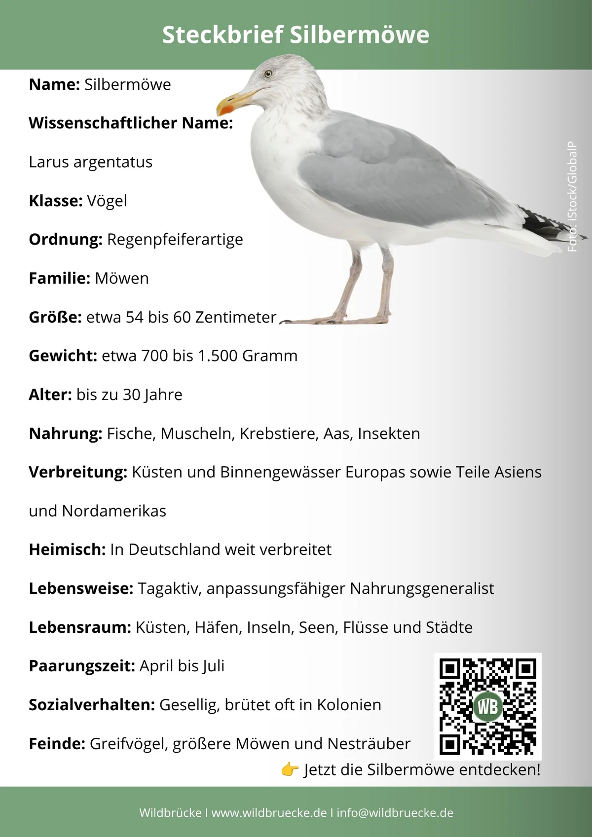 Silbermöwe Steckbrief - Vögel in Europa Silbermöwe Steckbrief - Vögel in Europa